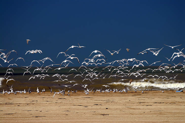 Avistaje de aves migratorias Punta Rasa y Bahía Samborombón