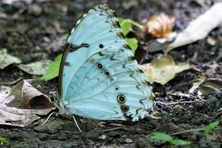 Avistaje de Mariposa Bandera Argentina