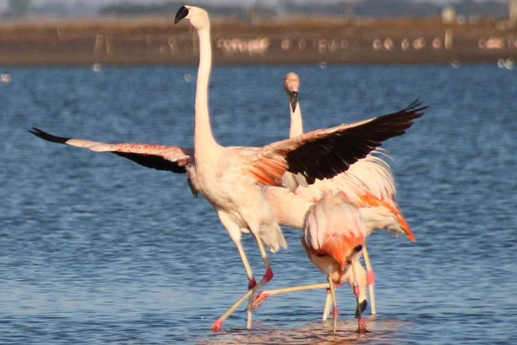 Avistaje de Flamencos en Laguna Epecuén