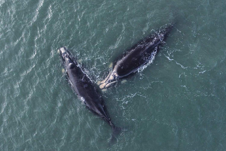 Avistaje de Ballena Franca Austral