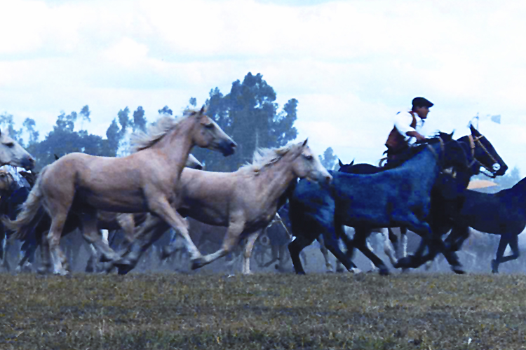 41º Fiesta Provincial de las Tropillas y la Tradición