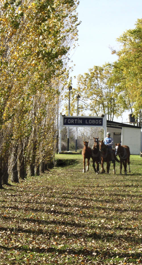 SABORES CRIOLLOS, ESTANCIAS Y TERMAS