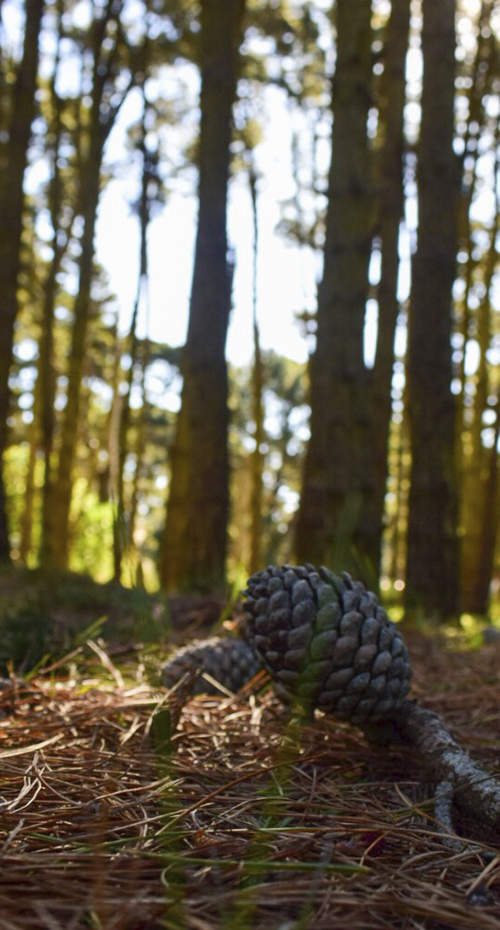 TERMAS Y VIÑEDOS CERCA DEL MAR