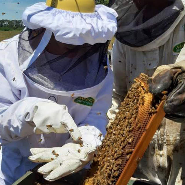 La ruta de la miel bonaerense