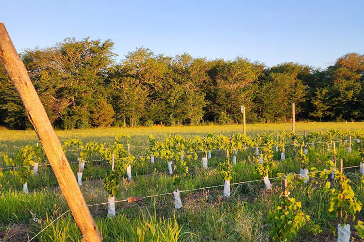 Bodega Pampa Lodge and Wine