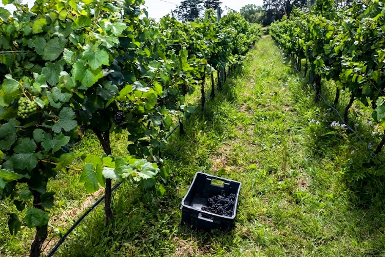 Bodega Sante Vins